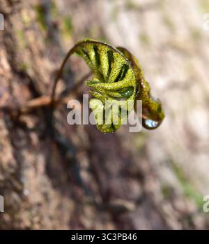 Auferstehung Fern Openned (Pleopeltis polypodioides) ist bekannt für seine merkwürdige Umwandlung von einem scheinbar toten, ausgetrockneten Blatt zu einem vollständig grünen Blatt Stockfoto