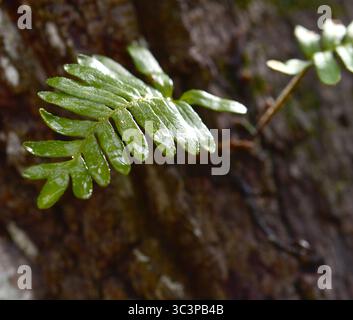 Auferstehung Fern Openned (Pleopeltis polypodioides) ist bekannt für seine merkwürdige Umwandlung von einem scheinbar toten, ausgetrockneten Blatt zu einem vollständig grünen Blatt Stockfoto