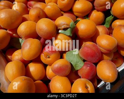 Frische Pfirsiche werden auf dem sonnigen Bauernmarkt im Freien angeboten Stockfoto