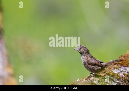 Ein Song Sparrow auf einem Baumstamm im Oaks Bottom Wildlife Refuge in Portland, Oregon Stockfoto