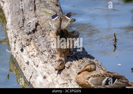 Eine weibliche Mallard Duck, die ihre Flügel und ihren Hals auf einem Baumstamm im Whitaker Ponds Nature Park in Portland, Oregon, ausdehnt Stockfoto