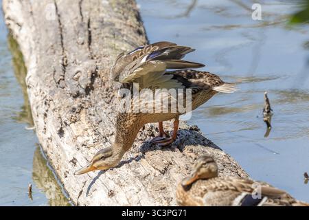 Eine weibliche Mallard Duck, die ihre Flügel und ihren Hals auf einem Baumstamm im Whitaker Ponds Nature Park in Portland, Oregon, ausdehnt Stockfoto