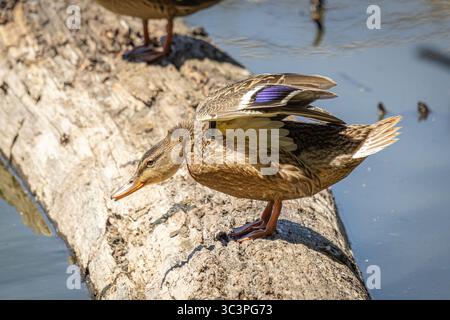 Eine weibliche Mallard Duck, die ihre Flügel und ihren Hals auf einem Baumstamm im Whitaker Ponds Nature Park in Portland, Oregon, ausdehnt Stockfoto