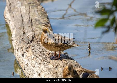 Eine weibliche Mallard Duck steht auf einem Baumstamm im Whitaker Ponds Nature Park in Portland, Oregon Stockfoto