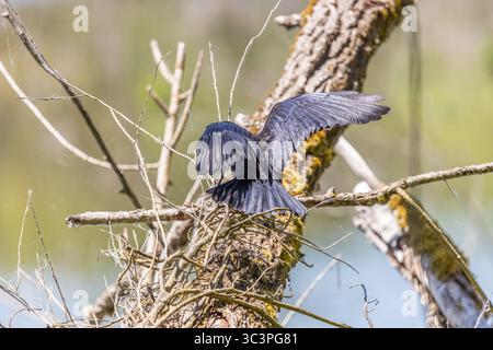 Eine Krähe, die auf einem Zweig im Oaks Bottom Wildlife Refuge in Portland, Oregon, thront Stockfoto