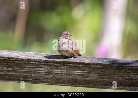 Ein junger Singvogel, der auf einer Holzzaunschiene im Oaks Bottom Wildlife Refuge in Portland, Oregon, thront Stockfoto