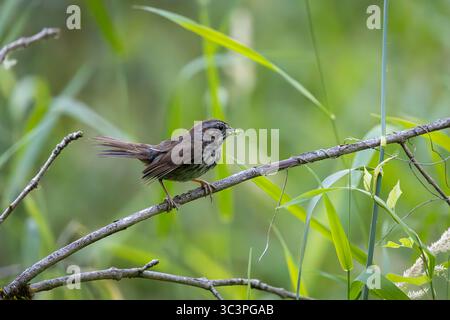Ein Song Sparrow hockte auf einem Zweig mit Nahrung im Mund im Oaks Bottom Wildlife Refuge in Portland, Oregon Stockfoto