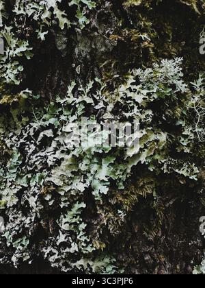 Nahaufnahme von Flechten auf einem Baum. Stockfoto