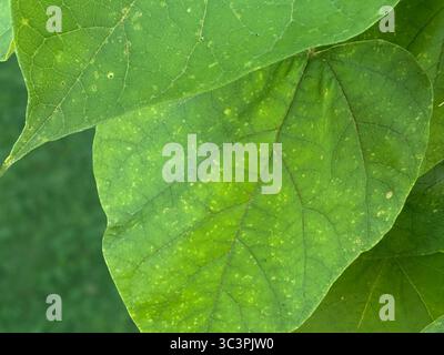 Nahaufnahme großer grüner Blätter Stockfoto
