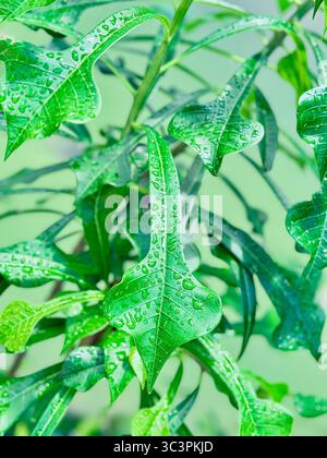 Goldener Pfeil/vergoldeter Löffel (Plumeria pudica) bedeckt mit Wassertropfen Stockfoto