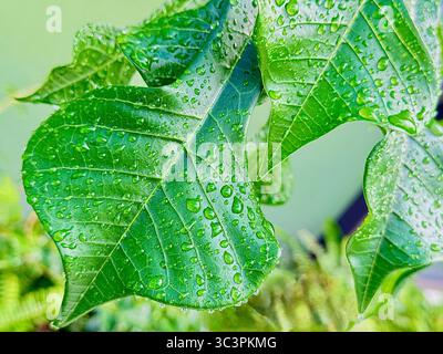 Goldener Pfeil/vergoldeter Löffel (Plumeria pudica) bedeckt mit Wassertropfen Stockfoto