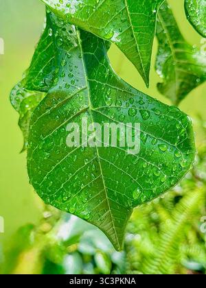 Goldener Pfeil/vergoldeter Löffel (Plumeria pudica) bedeckt mit Wassertropfen Stockfoto