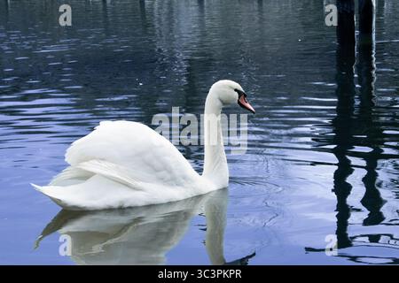 Schöner Schwan am See Stockfoto