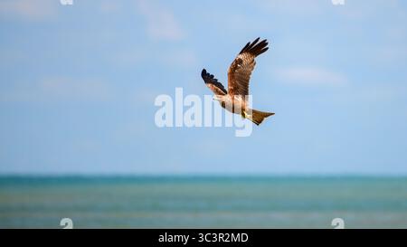 Ein junger Brahminy-Drachen (Haliastur indus) schwingt durch den klaren blauen Himmel. Gefangen genommen in Mannar, Sri Lanka Stockfoto