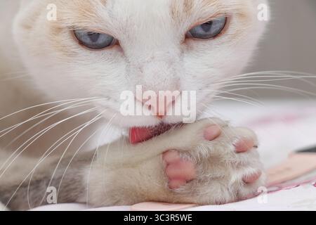 Nahaufnahme einer weißen Katze mit blauen Augen, die ihre Pfote lecken, mit Details zu Barthaaren, Nase und Fellstruktur. Stockfoto