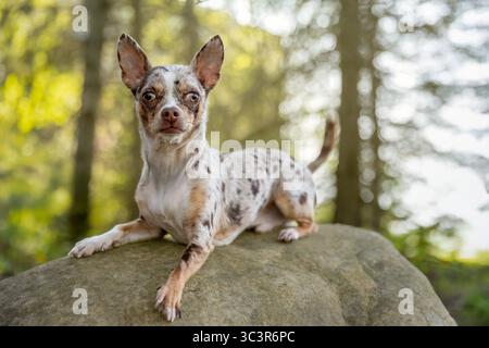 Chihuahua Hund sitzt auf einem Felsen im Wald. Stockfoto