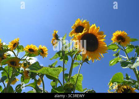 Fröhliche hellgelbe und tiefbraune Sommerblumen von Sonnenblume oder jährliche Helianthus vor blauem Himmel UK Juli Stockfoto