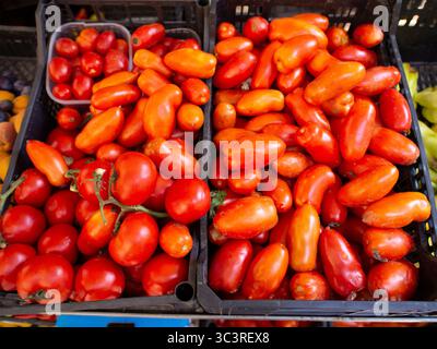 Cremona, Italien - 15. Juli 2025 lebendige Bio-Roma-Tomaten und San Marzano-Tomaten, frisch geerntet in einer rustikalen Kiste einer italienischen Bauernmarke Stockfoto