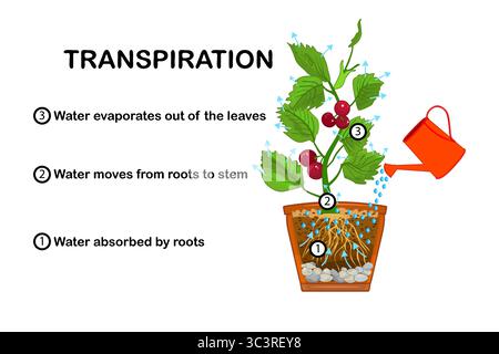 Transpirationsstufen in Pflanzen. Abbildung der Transpiration im Werk. Erklärung der Aufwärtsbewegung des Wassers mit pädagogischem Schema. Vektorgrafik Stock Vektor