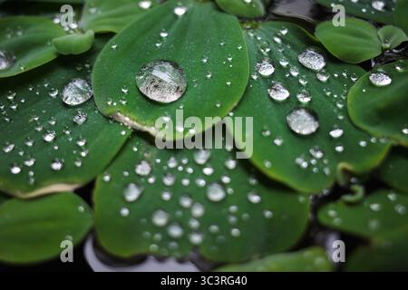 Nahaufnahme von Wassersalat, bedeckt mit Wassertröpfchen. Stockfoto