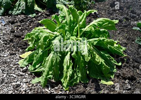 Eine Pflanze der Beta vulgaris subsp. Cicla oder Mangold verwelkt in der Sommerhitze UK Juli Stockfoto