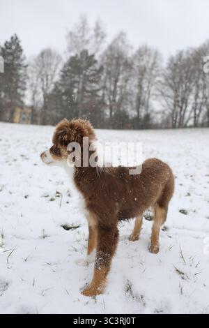 Brauner und weißer Hund, der im Schnee steht Stockfoto