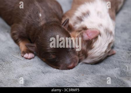 Zwei Welpen schlafen auf einer Decke Stockfoto