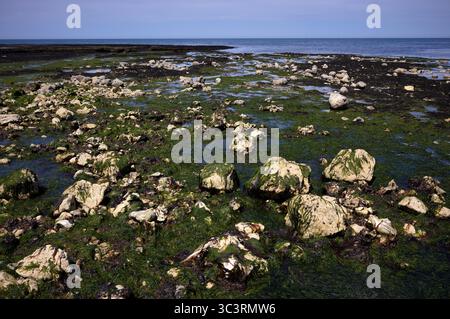Ebbe, Algen, Steine, Felsen, Etretat, Meer, Steilküste, Klippen, Kreidefelsen, Alabasterküste, La Cote d'Albatre, Normandie, seine-Maritime, Fr. Stockfoto