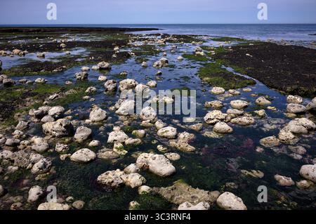 Ebbe, Algen, Steine, Felsen, Etretat, Meer, Steilküste, Klippen, Kreidefelsen, Alabasterküste, La Cote d'Albatre, Normandie, seine-Maritime, Fr. Stockfoto