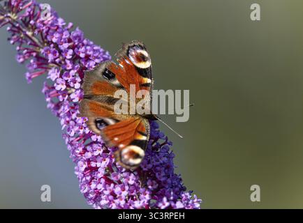 Pfauenfalter (wiss: Aglais io) saugt Nektar an einem Blütenstand des Flieders (Syringa vulgaris) Stockfoto
