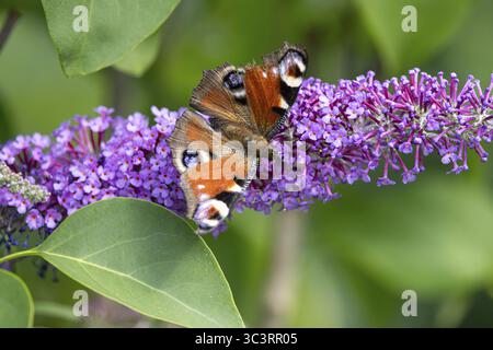 Pfauenfalter (wiss: Aglais io) saugt Nektar an einem Blütenstand des Flieders (Syringa vulgaris) Stockfoto