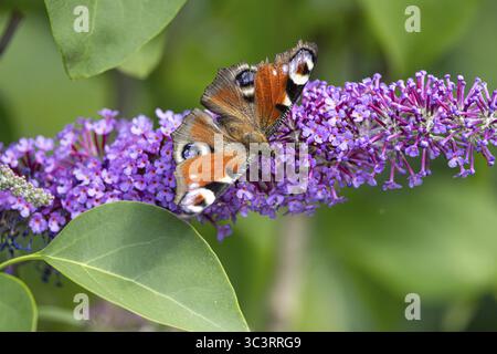 Pfauenfalter (wiss: Aglais io) saugt Nektar an einem Blütenstand des Flieders (Syringa vulgaris) Stockfoto