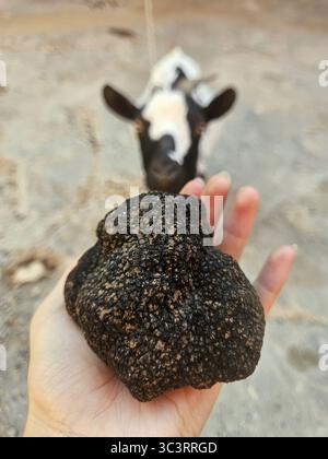 Große Knolle einer schwarzen Sommertrüffel (Tuber aestivum) die feine Speisepilzprobe ist in der Nähe zu sehen und zeigt ihre charakteristische, grobe Farbe Stockfoto