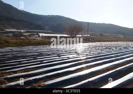 Kartoffeln, die auf einem Feld unter Plastikfolie gepflanzt wurden. Stockfoto
