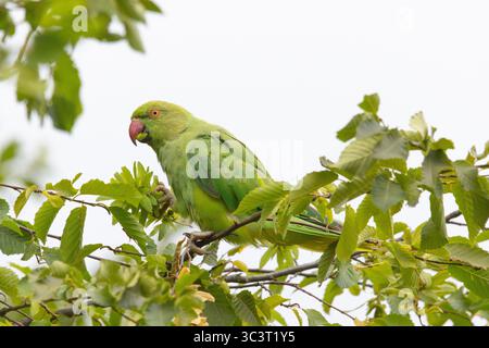 Rosenringsittich (Psittacula krameri) Stockfoto