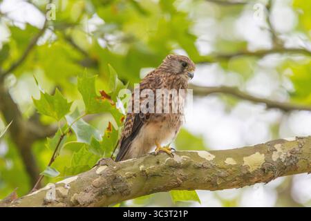 Fähnchenfalke (falco tinnunkulus) Stockfoto