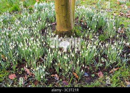 Schneeglöckchen (Galanthus), die im Frühjahr in Rode Hall, Cheshire, England, Großbritannien, blühen Stockfoto