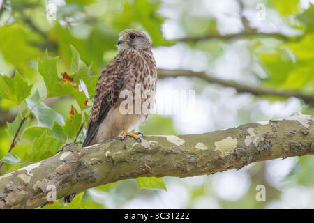 Fähnchenfalke (falco tinnunkulus) Stockfoto