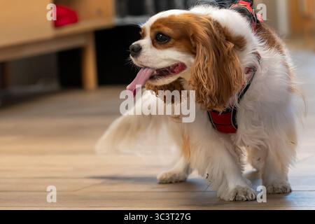 Ein Kavalier-König Charles Spaniel-Hund drinnen mit ausgezogener Zunge. Stockfoto