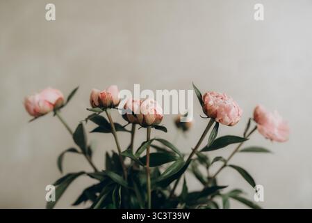 Zarte Pfingstrosen in voller Blüte auf einem hellen, neutralen Hintergrund. Eine weiche und romantische Blumenkomposition, die Frische und Eleganz vermittelt. Stockfoto