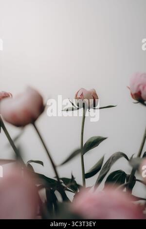 Zarte Pfingstrosen in voller Blüte auf einem hellen, neutralen Hintergrund. Eine weiche und romantische Blumenkomposition, die Frische und Eleganz vermittelt. Stockfoto