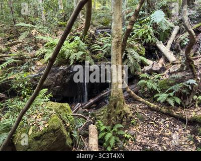Ein kleiner Wasserfall fällt über eine moosige Felswände in einer üppigen Waldlandschaft. Farne und andere Vegetation gedeihen um die Basis der Fälle und sind gefallen Stockfoto