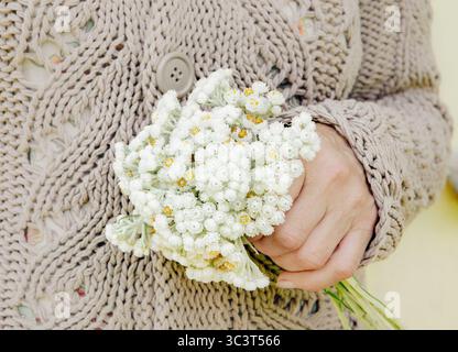 Nahaufnahme einer Frau mit einem kleinen Blumenstrauß Anaphalis margaritacea. Das westliche Perlmutt immerimmerimmerwährend oder Perlmutt immerwährend. Stockfoto