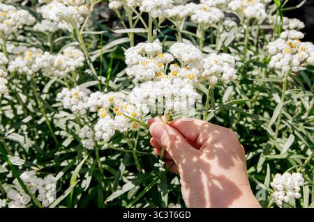 Nahaufnahme einer Frau, die weiße Blüten Anaphalis margaritacea pflückt. Anaphalis margaritacea, allgemein bekannt als die westliche Perle Everlasting. Stockfoto