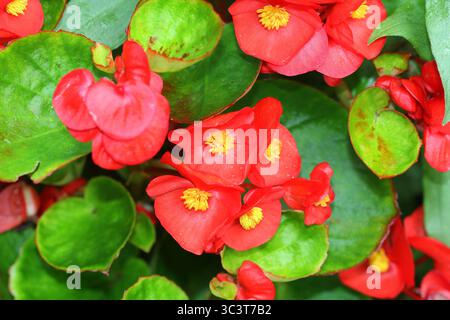 Eine Nahaufnahme der Begonia Semperflorens 'Lotto Mixed' Blumen Stockfoto