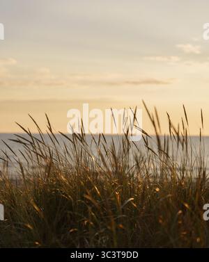 Goldener Sonnenuntergang über Beach Dunes, traumhafter Sommer Hintergrund Stockfoto