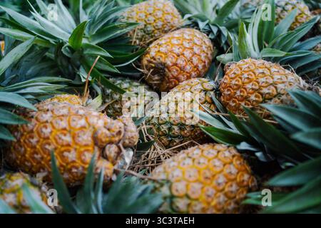 Ein lebhafter Haufen frisch geernteter Ananas, der ihre natürliche Schönheit und tropische Anziehungskraft in Bangladesch zeigt Stockfoto