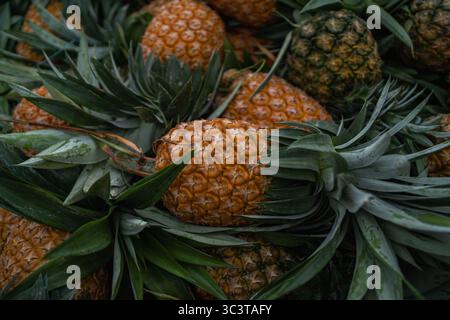 Ein lebhafter Haufen frisch geernteter Ananas, der ihre natürliche Schönheit und tropische Anziehungskraft in Bangladesch zeigt Stockfoto
