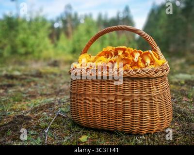 Korb gefüllt mit frisch geernteten goldenen Pfifferlingen auf dem Waldboden in einem Kiefernwald Stockfoto