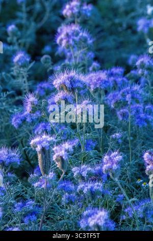 Violette Blüten in voller Blüte Stockfoto